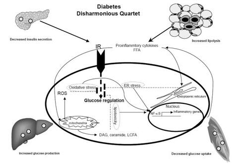 Figure 1 Diabetes is characterized by decompensated insulin secretion for insulin resistance at target organs including adipose tissue, liver and muscle. Insulin resistance is associated with increased proinflammatory cytokines. Inflammatory pathways in insulin resistance can be initiated by extracellular mediators such as cytokines and free fatty acid (FFA) or by intracellular stresses such as ER stress, excess ROS production by mitochondria or lipotoxicity. Activation of NF-κB pathway leads to induction of chemokines that recruit inflammatory cells, such as macrophages. (FFA Free fatty acid, ER Endoplasmic reticulum, DAG diacylglycerol, LCFA long chain fatty acid, IR insulin receptor).