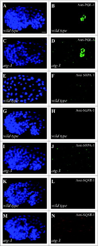 Figure 4. Various protein aggregates are degraded by autophagy during embryogenesis. ((A)and B) PGL-1 granules are restricted to germ precursor cells Z2 and Z3 in wild-type embryos. ((C)and D) PGL-1 granules accumulate in somatic cells in atg-3 mutant embryos. ((E)and F) SEPA-1 forms spherical aggregates at the ∼100 cell stage in wild-type embryos. ((G)and H) SEPA-1 aggregates disappear in wild-type comma stage embryos. ((I)and J) SEPA-1 aggregates accumulate in atg-3 mutant embryos throughout embryogenesis. ((K)and L) No SQST-1 aggregates are detected in wild-type embryos. ((M)and N) SQST-1 accumulates into numerous aggregates in atg-3 mutant embryos. (A, C, E, G, I, K, and M) DAPI images of the animals shown in (B, D, F, H, J, L, and N), respectively. Scale bar: 5 μm (A-N).