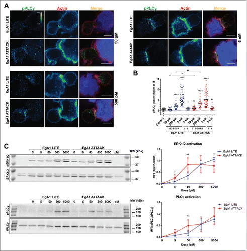 Figure 5. Activation of downstream TCR signaling by EgA1 ATTACK. (A) Polarised activation of PLCγ assessed by confocal microscopy. Green (pPLCγ) and red (actin) channels of a confocal section are shown with a pseudo-color displaying the range of intensity values. Calibration bar for pseudo-color applied in all images is shown in the first panel. Images of merged channels are shown, where pPLCγ is presented in green, actin in red and 3T3-EGFR cells in blue. Scale bar 5 μm. (B) Quantification of pPLCγ activation at the immunological synapse. As a control, Jurkat T cells were incubated together with 3T3-EGFR cells in absence of antibodies. Dots represent individual cells of one experiment. (C) Western blot analysis for ERK1/2 and PLCγ activation. Densitometric analyses were performed, and the ratio of the mean fluorescence intensity (MFI) of phosphoproteins and total proteins is shown for different concentrations of EgA1 LiTE or EgA1 ATTACK. Results are expressed as mean ± S.D (n = 3). (*p<0.05, **p<0.01, ***p<0.001, ****p<0.0001). Not significant differences are not displayed. The experiments were performed three times and results of one representative experiment are shown.