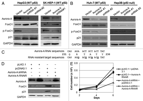 Figure 2. Depletion of Aurora A induces upregulation of FoxO1 expression in HepG2 and SK-HEP-1 cells, and RNAi-resistant Aurora A downregulates FoxO1 expression. (A) Western blot analysis of total FoxO1, phospho-FoxO1 (S256), p21 and Aurora A expression in vector or Aurora A shRNA-expressing HepG2 and SK-HEP-1 cells. (B) Western blot analysis of total FoxO1, phospho-FoxO1 (S256), p21 and Aurora A expression in vector or Aurora A shRNA-expressing Huh-7 and Hep3B cells. Two different Aurora A shRNA were used. Equal loading of protein was confirmed by GAPDH. (C) Nucleotides substituted (base changes are underlined) in the vector expressing the RNAi-resistant Aurora A. (D) HepG2 cells were transduced with pLKO.1 or Aurora A shRNA lentiviral particles. At 48 h after the transduction, cells were transfected with RNAi-resistant Aurora A containing or empty vector. Protein lysates were extracted 48 h later and followed by western blot analysis with the indicated antibodies. (E) Cell proliferation in control and Aurora A-knockdown cells that expressed either empty vector or RNAi resistant Aurora A were measured on the indicated days. Data represent the means ± SD of three independent experiments.