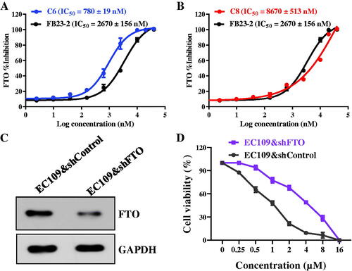 Figure 2. 1,2,3-Triazole-pyridine hybrids were novel FTO inhibitors. (A) The inhibitory activity of compound C6 against FTO; (B) The inhibitory activity of compound C8 against FTO; (C) Expression of FTO in EC109&shFTO and EC109&shControl cells; (D) Cell viability of compound C6 against EC109&shFTO and EC109&shControl cells. FB23-2 as a reported FTO inhibitor was the reference molecule.