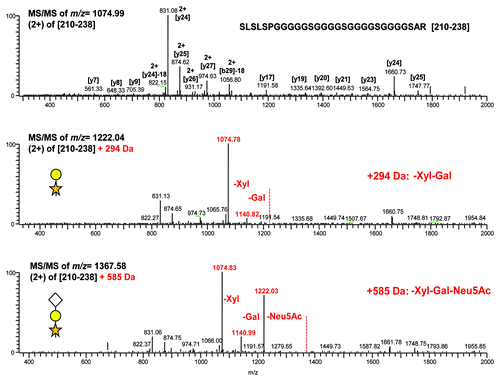 Figure 4. MS/MS of different forms of the linker tryptic peptide [210–238] and certain glycosylated species. Top panel: unmodified peptide. Middle panel: Peptide + 294 Da; Xyl-Gal. The unmodified precursor at m/z 1074 is the base peak fragment ion in all related glycosylated spectra. Bottom panel: Peptide + 585 Da; Xyl-Gal-Neu5Ac.