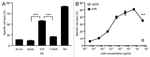 Figure 8. NK cell-mediated cytotoxicity promoted by 91R mAb in human MOLT-4 leukemia cells. (A) Specific NK-dependent cytotoxicity mediated by 91R, 112509, negative control mAb or positive control M4 serum. NK cells were isolated from BALB/c spleens and cultured for 6–7 d in medium containing IL-2. CFSE-labeled MOLT-4 target cells were preincubated with 91R, 112509 or control mAb (20 μg/ml), or M4 pooled sera (1:1000) (30 min, 37 °C). NK cells and labeled target cells were then co-cultured at a 20:1 ratio (4 h, 37 °C). Specific lysis was determined by staining dead cells with 7-AAD and analyzing the number of 7-AAD+ green cells by flow cytometry. Each condition was analyzed in triplicate. Data show mean ± SEM (n = 5 independent experiments). (B) Dose-response curve for specific complement lysis using 91R and a control IgG2b mAb at indicated concentrations. Data show mean ± SEM for duplicates from one representative experiment of four. *** P < 0.001, ** P < 0.01, * P < 0.05.