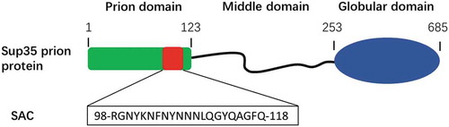 Figure 4. Soft amyloid core within the prion domain of Sup35p.