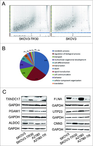 Figure 1. Label-free quantitative proteomic analyses and western blotting validation of differential proteins. (A) 2D feature maps of LC-MS/MS data from one analysis between SKOV3-TR30 and SKOV3. LC-MS/MS data were represented as a 2-dimensional image, where the horizontal axis was a retention time, the vertical axis was a mass-to-charge ratio and the gray color level indicated the intensity value. (B) Classification of differential proteins according to the GO analyses. A total of 260 out of 356 dysregulated proteins were categorized into metabolic process, regulation of biological process, transport, multicellular organismal development, cell differentiation, transcription, etc. (C) Validation of the differential expression of 6 selected proteins. Protein levels of TXNDC17, PGAM1, ALDOC, FLNA, UTP23, and CNN3 were determined by western blotting in paclitaxel-resistant SKOV3-TR30 and A2780-TR cells compared with parental SKOV3 and A2780 cells, respectively. GAPDH was analyzed as the loading control.