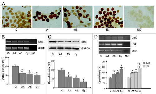 Figure 6. Adiponectin actions on cellular localization and expression of ERα. (A) MCF-7 cells were incubated in serum-free medium for 96 h and then treated with vehicle (C), A1, A5, or 100 nM E2, used as positive control, for 24 h. No immunodetection was observed replacing the anti-ER antibody with an irrelevant mouse IgG (NC). Each experiment is representative of at least 10 tests. (B) RT-PCR of ERα mRNA. MCF-7 cells were stimulated for 48 h with A1 and A5 or E2 (100 nM); 36B4 mRNA levels were determined as a control. (C) Immunoblot of ERα from MCF-7 cells treated as above; GAPDH serves as loading control. (D) RT-PCR of Catepsin D (CatD) and pS2 mRNA. MCF-7 cells were treated as reported. The histograms represent the mean ± SD of 3 separate experiments, in which band intensities were evaluated in terms of optical density arbitrary units and expressed as the percentage of the control assumed as 100%. *P < 0.05 vs. control.