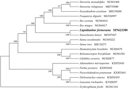 Figure 1. NJ phylogenetic tree of M. guangxiensis with 19 species was constructed by chloroplast plastome sequences. Numbers on the nodes are bootstrap valuesfrom 1000 replicates. Rhodoleia championii was selected as outgroups.