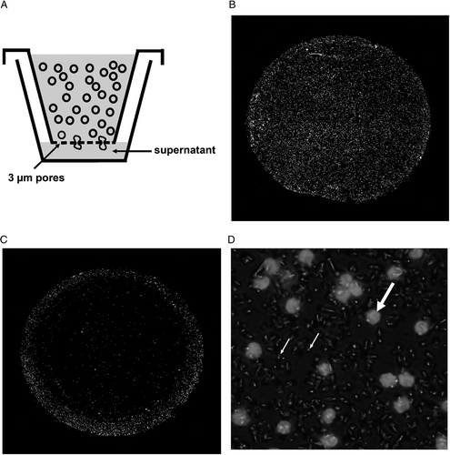 Figure 2. T-cells migrating through the membrane in the chemotaxis assay (A): After a transmigration time of 2 h, migrated T-cells were fixed on the membrane with 3 µm pores and stained with DAPI. Membranes showing high (B) and low (C) T-cell transmigration at a magnification of 200×. (D) T-cells (bold arrow) transmigrate through 3 µm pores (small arrow) in the membrane (630×).
