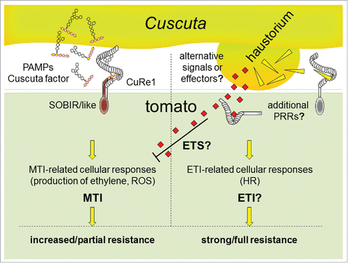 Figure 2. Model for defense and resistance of tomato to Cuscuta spp infestation. (Left): The Cuscuta factor is detected as a parasite-associated molecular pattern (PAMP) by the plasma membrane-bound PRR CuRe1 and initiates MTI-type responses in tomato, including the production of ethylene and ROS. MTI, apart from increasing resistance against various microbial pathogens, leads to increased resistance of tomato to Cuscuta attacks. (Right): Hypothesized ETS (effector triggered susceptibility), ETI (effector-triggered immunity) or alternative principles in tomato might, synergistically with or independently from MTI, confer full resistance of tomato to Cuscuta infestation.