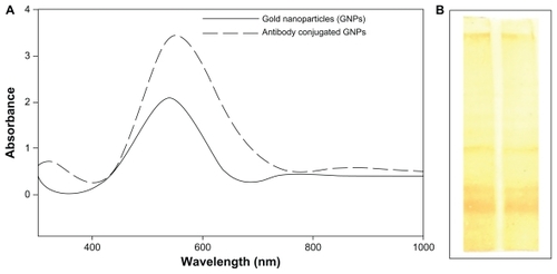 Figure 6 (A) Ultraviolet spectroscopic analysis (500–580 nm) for pure gold nanoparticles and nanoparticles conjugated to antibody. (B) Western blot analysis of specific antibody raised against surface markers of a liver cancer cell.