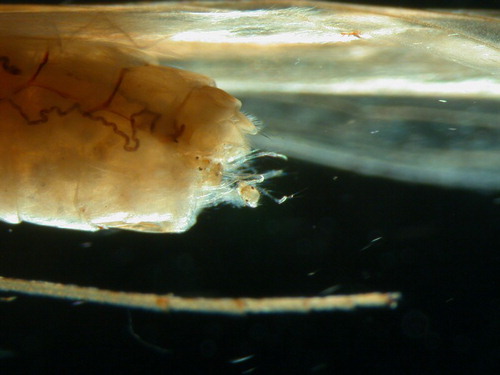 Figure 18. Triplectides cephalotes (Trichoptera: Leptoceridae) giving birth to first instar larvae.