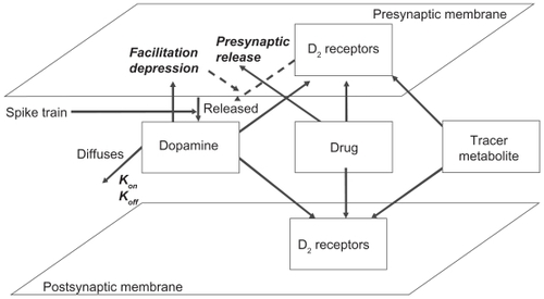 Figure 1 General description of the striatal dopaminergic synapse and receptor competition model. The model allows user-defined presynaptic firing patterns for neurotransmitter release and simulates the effect of presynaptic D2 autoreceptor negative feedback on presynaptic neurotransmitter release, facilitation and depression of synaptic release, the decay of DA in the cleft due to diffusion, transporters and enzymes, the competition between four agents (the neurotransmitter, up to two drugs, and a tracer), and the dynamics of kon/koff binding of each of these agents to their respective receptors using ordinary differential equations (see Appendix) at millisecond time resolution. The output is the time-dependent activation level of pre- and postsynaptic dopamine D2 receptors, the fraction of each agent bound to these receptors in the low- and high-affinity state, as well as the concentration of free DA in the cleft.