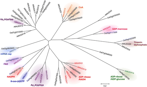 Fig. 2. The phylogenetic tree of NUDXs from Arabidopsis and rice.Note: The tree was drawn using MEGA 6.06 software to depict the phylogenetic relationships between each subfamily of AtNUDXs and rice NUDXs. The preferred substrate is indicated. The scale bar corresponds to the branch length and shows 0.2 amino acid substitutions per site.