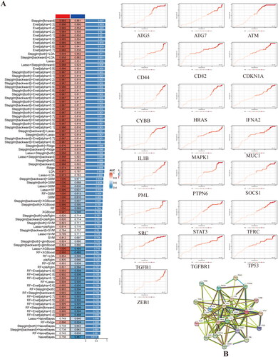 Figure 4. A. prediction performance of each machine learning model in training data and testing data, the models were arranged by average AUC in each dataset. B. PPI network of targeting genes.