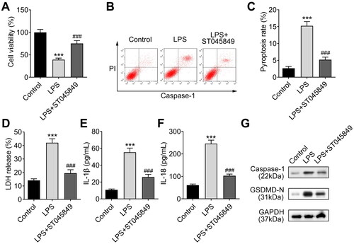 Figure 5. Inhibition of O-GlcNAcylation recovers chondrocytes from LPS-induced injury. A. The viability of LPS-induced chondrocytes was assessed using CCK-8 assay after being treated with the O-GlcNAc inhibitor (ST045849). B-C. The pyroptosis rate of LPS-induced chondrocytes was examined using flow cytometry after ST045849 treatment. D. LPS-induced LDH release could be suppressed by ST045849 treatment, as detected by using an LDH detection kit. E-F. ELISA was used to detect the levels of IL-1β and IL-18 in LPS-induced chondrocytes treated with ST045849. G. The levels of pyroptosis-related proteins (Caspase-1 and GSDMD-N) were determined by western blot in LPS-induced chondrocytes treated with ST045849. ***P < 0.001: LPS group vs control group. ###P < 0.001: LPS vs LPS + ST045849 group.