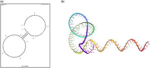 Figure 2. (a) 2D And (b) 3D structures for DNA aptamer 29a. The DNA aptamer nucleotide sequence was used as input for 2D and 3D structure determination using mfold server. The given structures were selected based on the minimum gibbs free energy (ΔG = −2.57).