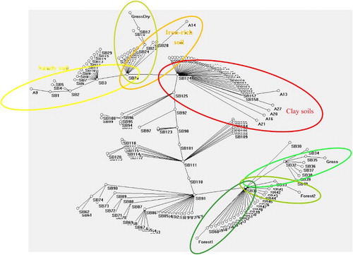 Figure 4. Autocontractive results for tropical soils and vegetation presented as distances in a minimum spanning tree.