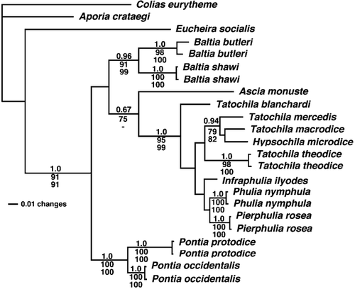 Figure 2 Phylogenetic tree resulting from maximum likelihood analysis. Bayesian maximum likelihood analysis produced a tree with identical topology. The three values shown at nodes are: (1) Bayesian posterior probabilities (listed on top); (2) percent recovery in maximum likelihood bootstrap analysis (listed in the middle); and (3) percent recovery in maximum parsimony bootstrap analysis (listed below). Support is only shown for nodes with one of the following: posterior probabilities greater than 0.95 or bootstrap values equal to or greater than 70. A hyphen (-) indicates nodes that were not resolved in parsimony analysis. Branches are scaled to the number of substitutions per site. See Table 2 for models used in analyses. Models simpler than those shown in Table 2 (i.e., Jukes-Cantor and Kimura 2-parameter) gave qualitatively identical results (reciprocal monophyly of the focal lineages in the Old and New Worlds).