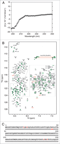 Figure 2. The BECN1 N-terminal domain is intrinsically disordered. (A) Circular dichroism spectra of BECN1(1–150)[4CS]Y. The mean residue ellipticity ([θ]) is plotted as a function of wavelength. (B) Overlay of 1H-15N HSQC spectra of BECN1(1–150)[4CS]Y (black) and BECN1(1-76)[2CS]Y (green) with backbone assignments of BECN1(1–150)[4CS]Y annotated. Resonances corresponding to side-chain NH2 amides of Asn and Gln are connected by horizontal lines. Resonances arising from the short linker sequence at the N terminus and the extra tyrosine residue added to the C terminus are labeled in red. (C) Secondary structure of BECN1(1–150)[4CS]Y as predicted by CSI 2.0Citation34 based on experimentally observed backbone chemical shifts (13Cα, 13Cβ, 13C, 15N, 1HN, and 1Hα). C: random coil, H: helix. Serine substitutions for native cysteines are indicated in red.