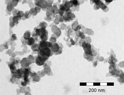 Figure 6 Transmission electron microscope microphotograph of NLC o/e.Abbreviations: NLC, nanostructured lipid carriers; e, eucalyptus oil; o, olive oil.