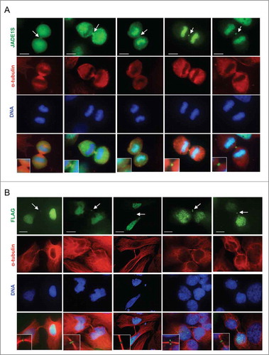 Figure 6. JADE1S localizes to the midbody during cytokinesis. Asynchronously dividing HeLa cells were processed for immunofluorescence and co-stained with antibodies indicated. Representative confocal images showing the dynamic character of JADE1S protein localization during cytokinesis. (A) Endogenous JADE1S and (B) FLAG-JADE1S protein localizes to the midbody in early and late cytokinesis. Note that, in addition to the midbody, in early cytokinesis a fraction of JADE1S localizes to the cytoplasm, while at later stages JADE1S re-associated with chromatin. Enlarged images of the midbody are in inserts. Scale bars: 10 µm.