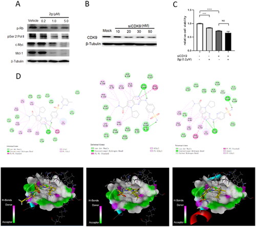 Figure 3. The anti-proliferative activity of new synthetic compounds is mainly mediated by CDK9. (A) 2g inhibited the phosphorylation of Rb and RNA polymerase II, induced apoptosis through down-regulation of Mcl-1 and c-Myc protein. MIA PaCa-2 cells were incubated with or without 2g at indicated concentration for 6 h. (B) CDK9 was dose-dependently knockdown by its specific siRNA after 48 h treatment in MIA PaCa-2 cells. (C) Downregulation of CDK9 using siCDK9 (50 nM) decreased the sensitivity of MIA PaCa-2 cell to compound 2g (0.2 µM). The cells were incubated with 2g for 72 h. NS no significance; ***p < 0.001; ****p < 0.0001. Whole-cell lysates were subjected to immunoblotting. A representative protein band of three independent experiments is shown. (D) Representative illustration of the binding of synthetic compound to CDK9/cyclin T. Small molecules 1 (left column), 2g (middle column), and 2i (right column) were shown in stick representation with carbons colored yellow.