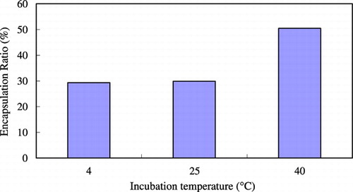 Figure 2. The effect of incubation temperature on the protein encapsulation ratio.