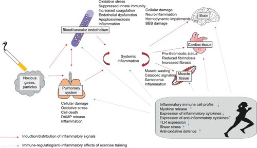 Figure 2 Overview about the distribution of inflammatory signals induced by tobacco smoking from the pulmonary system to blood, brain, cardiac tissue, and muscle and the immune-regulating effects of regular exercise training.Abbreviations: BBB, blood–brain barrier; TLR, Toll-like receptor; DAMP, damage-associated molecular pattern.