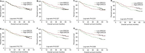 Figure 5 Kaplan–Meier curves of ERCC genes in HBV-related HCC OS.Note: The order of Kaplan–Meier curves of ERCC genes were as follows: ERCC1 (A), ERCC2 (B), ERCC3 (C), ERCC4 (D), ERCC5 (E), ERCC6 (F), and ERCC8 (G).Abbreviations: ERCC, excision repair cross-complementation; HBV, hepatitis B virus; HCC, hepatocellular carcinoma; OS, overall survival.