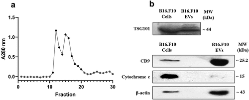 Figure 1. (a) Elution graphic obtained after gel-filtration through the Sepharose 200-HR column. The graph is showing the absorption values at 280 nm for each fraction. Dark circles indicate the fractions that were further selected for the enrichment and characterization of nanosized EVs. (b) Western blot analysis for different EV markers in EV-enriched pooled fractions compared to parent cells. The Western blot figure shows results for CD9 and TSG101 as markers highlighting EV presence. Cytochrome c was used as a negative marker for EVs and β-actin was included as a loading control. MW (kDa) – the molecular weight of the proteins in kDa.