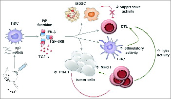 Figure 1. Intratumoral delivery of Fβ2 mRNA results in its selective uptake by tumor-infiltrating DCs (TiDCs) followed by its production and secretion in the TME. Fβ2 inhibits the suppressive activity of myeloid-derived suppressor cells (MDSCs) on cytotoxic T lymphocytes (CTLs), whereas it boosts the CTL-stimulatory activity of TiDCs. Moreover, Fβ2 enhances the lytic activity of CTLs while simultaneously enhancing the expression of major histocompatibility complex (MHC) I molecules and, as such, the presentation of tumor-associated antigens (TAAs) on tumor cells. Consequently, tumor cells become a target for CTLs. However, Fβ2 also upregulates the expression of PD-L1 on tumor cells. The latter enables tumor cells to counteract the CTL-mediated attack. Notably, several questions regarding the exact mechanisms through which Fβ2 mediates these effects remain. Comparison of the intratumoral delivery of IFNβ, soluble TGFβ receptor II, and Fβ2 mRNA could shed light on these mechanisms.