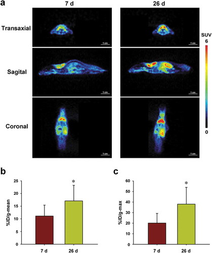 Figure 4. Time-longitudinal microPET imaging with [18F]DPA714 in CT26 xenograft mice
