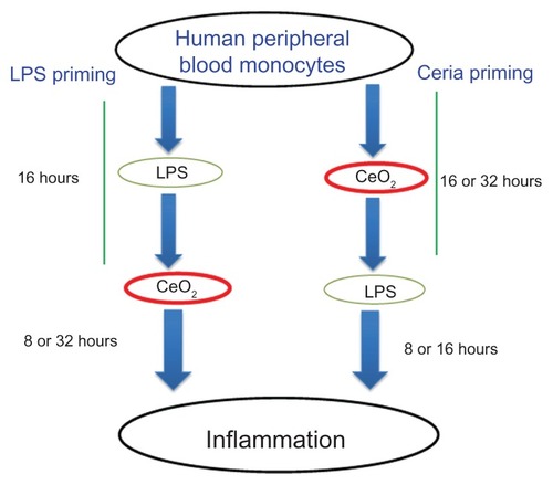 Figure 1 Schematic presentation of the experimental design used in the present study to elaborate the inflammation-modulating effects of CeO2 nanoparticles.Abbreviation: LPS, lipopolysaccharides.