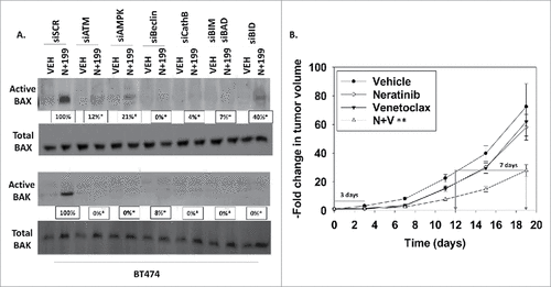 Figure 6. [Neratinib + ABT199] -induced activation of BAX and BAK requires ATM-AMPK signaling. A. BT474 cells were transfected with a scrambled siRNA control or with siRNA molecules to knock down the expression of ATM, AMPKα, Beclin1, cathepsin B, [BIM+BAD] or BID. Twenty-four h after transfection, cells were treated with vehicle control or with [neratinib (50 nM) + ABT199 (0.25 μM)] for 6 h. Cells were lysed in CHAPS buffer to maintain the conformational status of BAX and BAK, and using activity specific antibodies, BAX and BAK were immunoprecipitated. BAX and BAK precipitates were subjected to SDS PAGE and western immunoblotting performed to determine the amount of activated BAX and BAK precipitated and from pre-precipitate lysate, the total protein levels of BAX and BAK. The percentage reduction in BAX / BAK staining was determined using Odyssey Imager intensity staining software (n = 3 +/− SEM) # p < 0.05 less than corresponding value in siSCR cells. B. BT474 cells (3 × 106) were injected into the fourth mammary fat pad of female athymic mice and permitted to form tumors for four days and the mice segregated into four groups with ∼30 mm3 mean volumes. Mice were treated for three days with vehicle control (PBS and cremophore), neratinib (15 mg/kg QD), ABT199 (50 mg/kg QD), or the drugs in combination. Tumor volumes were determined on the days indicated in the graph up to day 19 (n = 10 / group +/− SEM). ## p < 0.05 less than neratinib.