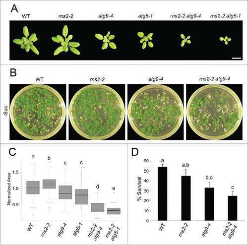Figure 3. Effect of the rns2–2 and atg mutations on rosette size and carbon-starvation tolerance. (A) Twenty-six-d-old Arabidopsis rosettes from WT, rns2–2, atg9–4, atg5–1, rns2–2 atg9–4, and rns2–2 atg5–1 plants grown under LD conditions. Scale bar: 2 cm. (B) WT, rns2–2, atg9–4, and rns2–2 atg9–4 seedlings were grown on MS medium lacking sucrose for 14 d in LD, placed in darkness for 10 d, and recovered in LD for 12 d. (C) Boxplot of normalized rosette area (A) using Rosette Tracker software as a FIJI plugin. 54 to 66 plants were measured for each genotype, with 4 biological replicates for atg9–4 mutants and 2 biological replicates for atg5–1 mutants. The shaded box represents the interquartile range, horizontal line represents the median, and open circles represent outliers >1 .5 standard deviations away from the mean. (D) Percent survival of seedlings grown under sucrose starvation conditions (B) was calculated by counting green seedlings compared to the number of germinated seedlings. 60 to 122 seedlings were used for each genotype, with 7 biological replicates. Error bars represent standard error. Similar letters indicate no significant difference according to the pairwise Student 2-sided equal variance t test (P > 0.05).