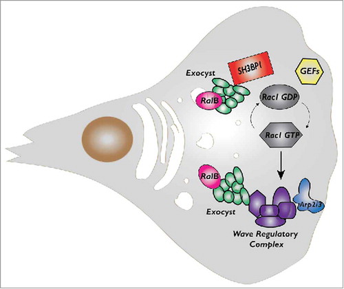 Figure 2. The cross-talk between RalB and Rac1 pathways during cell migration. While both RalA and RalB may participate to control cell migration, here we indicate RalB because its role is more robust and universal. RalB regulates assembly and localization of exocyst complex which in turn directly binds to a negative Rac1 regulator, the RacGAP SH3BP1, and to a major Rac1 effector, the Wave Regulatory Complex (WRC). RalB, exocyst, SH3BP1 and WRC, they all localize at the cell front in migrating cells even though the features and dynamics of their translocations appear different and need more investigation.