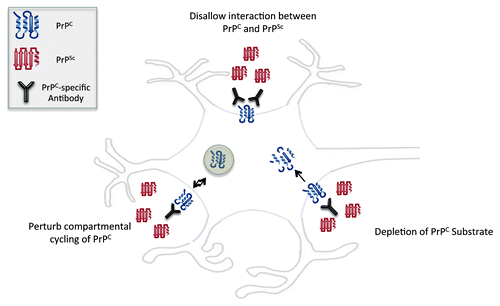 Figure 1. Effects of PrPC immunotherapy on reducing amplification of PrPSc.
