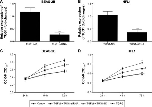 Figure 6 Silencing of TUG1 affects the proliferation ability of BEAS-2B and HFL1 cells after TGF-β pretreatment. (A) The relative expression levels of lncRNAs TUG1 in BEAS-2B cells were measured by qRT-PCR (**P<0.01). (B) The relative expression levels of lncRNAs TUG1 in HFL1 cells were measured by qRT-PCR (**P<0.01). (C) The capacity of proliferation was detected with CCK-8. About 50 μM of NC siRNAs or TUG1 siRNAs (si-TUG1) were transfected into BEAS-2B cells for 48 h. Silencing of TUG1 expression by siRNA promoted the capacity to proliferation in BEAS-2B cells. TGF-β (2 ng/mL) was treated for 48 h. TGF-β inhibited the capacity to proliferate. #P<0.05 as compared with BEAS-2B cells treated with 50 μM NC siRNAs and TGF-β (2 ng/mL); *P<0.05 as compared with BEAS-2B cells. (D) The capacity to proliferate was also detected using CCK-8 assay. Silencing of TUG1 expression by siRNA promoted the capacity of proliferation. TGF-β inhibited the capacity of proliferation in HFL1 cells. #P<0.05 as compared with HFL1 cells treated with 50 μM NC siRNAs and TGF-β (2 ng/mL); *P<0.05 as compared with HFL1 cells.