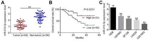 Figure 1 Decreased expression of miR-410-3p predicts poor prognosis in glioma patients. (A) Relative expression levels of miR-410-3p in glioma tissues and normal non-neoplastic brain tissues were examined by qRT-PCR analysis. (B) Tumorous tissues were divided into high miR-410-3p expression group and low miR-410-3p expression group based on the average value of its expression levels. The log-rank test and Kaplan-Meier survival analysis were performed to evaluate the relationshiop between miR-410-3p expression and overall survival of glioma patients. (C) Relative expression levels of miR-410-3p in normal human gliocyte HEB cells and four glioma cell lines (U87MG, SF126, LN229, and U251MG) were examined by qRT-PCR analysis. **P<0.01.Abbreviations: qRT-PCR, quantitative real-time polymerase chain reaction.