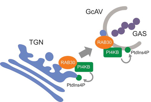 Figure 8. Proposed model of RAB30-mediated PI4KB regulation and GcAV formation.