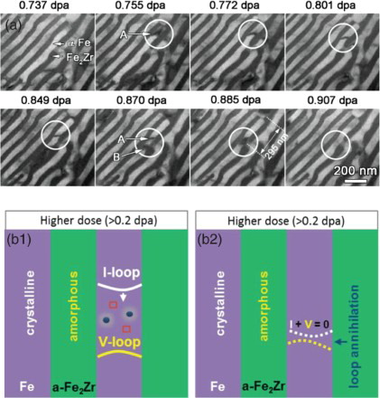 Figure 4. Annihilation of defect clusters via mobile dislocation loops in confined layers. (a) In situ TEM snapshots of dislocation loop migration over a dose range of 0.737–0.907 dpa (over 70 s) in confined nanolaminates. At 0.755 dpa, a dislocation loop A was generated and started to migrate downwards within the α-Fe layer, as outlined by the circle. Loop A migrated over a distance of 295 nm by 0.885 dpa before it encountered loop B. The two loops then interacted and combined with each other at 0.885 dpa and eventually disappeared at 0.907 dpa. More details are shown in Supplementary Videos 3 and 4. (b) Schematics of the defect removal mechanism illustrating the migration of dislocation loops in α-Fe channels and the recombination of dislocation loops with opposite nature. Notice that α-Fe layers are sandwiched between amorphous Fe2Zr layers.