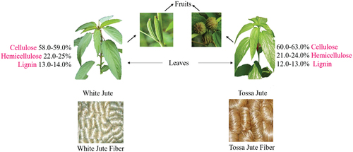 Figure 1. Tossa and white jute fruits, leaves and fiber. (Marrot et al. Citation2013; Roy International Jute Study Group, Sudripta 2010).