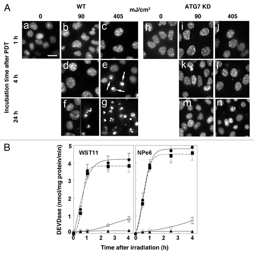 Figure 6. Effects of WST11 PDT on nuclear morphology and procaspase activation. (A) Cultures of wild-type (a–g) and ATG7 KD (h–n) 1c1c7 cells were loaded with 1 μM WST11 for 16 h prior to no treatment, or irradiation (90 or 405 mJ/cm2). Cultures were subsequently incubated with HO33342 for 10 min prior to being imaged 1, 4 or 24 h after irradiation. With the exceptions of (g) and the right half of (f), all other images are of adherent cells. (g) and the right half of (f) are images of HO33342 stained non-adherent floating cells which constitute ~50% and > 95% of all the cells in the plates, respectively. Arrows in (e) point to nuclei with condensed chromatin. Bar in (a): 20 μm. (B) Cultures of wild-type (●, ○), ATG7 KD (▲) or ATG5 KD (■) 1c1c7 cells were treated with 1 μM WST11 for 16 h or with 20 μM NPe6 for 1 h prior to irradiation with either 90 mJ/cm2 (○) or 405 mJ/cm2 (●,▲, ■). Cultures were harvested at specified times after irradiation for analyses of DEVDase activity. Data represent means ± SD of three analyses at each time point for all treatment groups. Similar results were obtained in a second independent study.