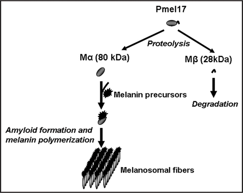 Figure 4 Role of amyloid in melanin polymerization. Glycoprotein Pmel17, that is a critical component of melanosome biogenesis, gives rise to two fragments, Mα and Mβ. Self-assembly of Mα leads to amyloid formation. Amyloid provides a scaffold for melanin polymerization.