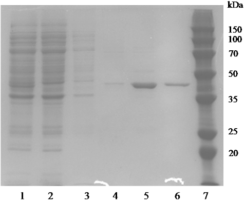 Figure 2. Sodium dodecyl sulphate-polyacrylamide gel electrophoresis (SDS-PAGE) analysis of the expression and purification of recombinant AATase in E. coli BL21. The protein was visualized with Coomassie blue staining. Lanes: (1) cell extracts; (2) flow-through sample after loading on crude extract; (3) sample of 20 mmol/L imidazole elution; (4) sample of 50 mmol/L imidazole elution; (5) sample of 100 mmol/L imidazole elution; (6) sample of 250 mmol/L imidazole elution; (7) low-weight protein marker.