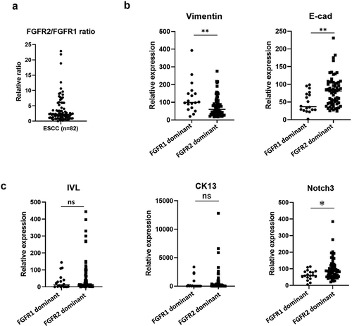 Figure 7. Epithelial and differentiation markers are upregulated in FGFR2-dominant ESCC patients. (a). The FGFR2/FGFR1 expression ratio of all 82 ESCC patients from TCGA database. Eighteen patients were FGFR1-dominant, and 64 FGFR2-dominant. (b, c) The expression of EMT markers and differentiation markers in FGFR2 or FGFR1-dominant ESCC patients. *p < .05, **p < .01 vs. FGFR1 dominant patients. n.s.: not-significant, E-cad: E-cadherin