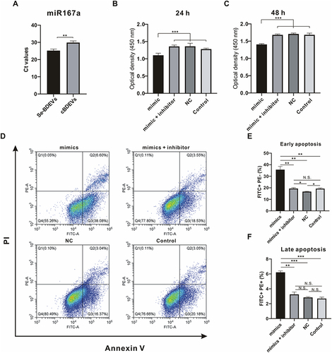 Figure 6 Effect of miR167a on PANC-1. (A) RT-PCR was utilized to detect the cycle threshold values (Ct) of miR167a in Se-BDEVs and cBDEVs. (B and C) Optical density presented the cell viability of PANC-1 cells transfected with miR167a mimics, miR167a mimics + inhibitor, miR167a NC, and control for 24 and 48 h. (D) Flow cytometry detected apoptosis rate after PANC-1 cells transfected with miR167a mimics, miR167a mimics + inhibitor, miR167a NC, and control for 24 h. (E and F) Statistical histogram of the apoptosis assay, FITC+PE− was the percentage of early apoptotic cells, and FITC+PE+ was the percentage of late apoptotic cells. ***p < 0.001; **p < 0.01.