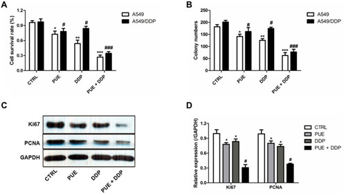 Figure 2 Combination effect of PUE and DDP on inducing apoptosis and anti-proliferation of A549/DDP cells compared with the monotherapy of PUE or DDP. (A) Determination of the cytotoxicity of PUE, DDP, and PUE + DDP to A549 cells and A549/DDP cells, respectively, by cell apoptosis experiments. (B) Anti-proliferation effect of PUE, DDP, and PUE + DDP on A549 cells and A549/DDP cells evaluated by the cell cloning assay. Qualitative (C) and quantitative (D) analysis of the effect of PUE, DDP, and PUE + DDP on the regulation of cell proliferation-related genes expressions in A549/DDP cells by Western blot assay. *p < 0.05, **p < 0.01, ***p < 0.001, #p < 0.05, ###p < 0.05, compared with controls.