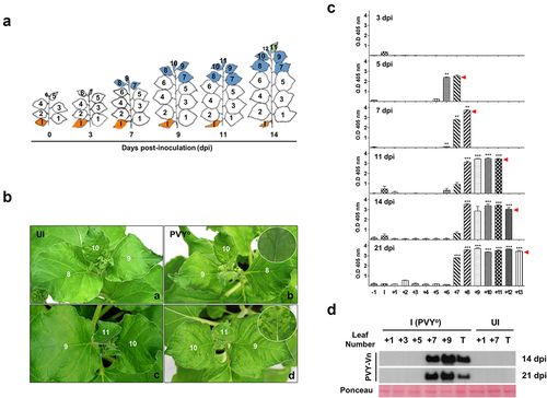 Figure 1. Symptom development and virus accumulation in Nicotiana benthamiana infected with potato virus Y-O (PVYO). (a) Developmental stages observed during systemic infection of N. benthamiana plants with PVYO. Control, un-infected 4-week-old plant; PVYO, plants infected with PVYO. Numbers represent the leaf number above the inoculated leaf (I) on the base. Orange indicates inoculated leaves. Blue indicates that virus protein is detected in the leaves. Mosaic symptom is illustrated with yellow dots on the leaf. (b) disease symptoms of PVYO appeared in a systemic leaf at the top of the N. benthamiana plant at 14 days post-infection (dpi). a, control plant at 9 dpi; b, infected plant at 9 dpi; c, control plant at 14 dpi; d, infected plant at 14 dpi. (c) Relative amount of virus in the leaves of N. benthamiana infected with PVYO. Virus content was measured in the leaves of inoculated plants using ELISA. The Y axis indicates ELISA absorbance values. Numbers represent leaf number above the inoculated leaf (l). Data are presented as mean ± SEM (n = 4). Red arrows display location of the top leaf at the indicated day. (d) PVY coat protein (CP) accumulation in N. benthamiana plants infected with PVYO. Western blot analysis of the PVY coat protein (CP) accumulation in infected N. benthamiana plants. Lanes are as follows: the systemic leaves of infected plants (I) and un-inoculated healthy plants (UI). Numbers represent the leaf number. Top leaf (T).