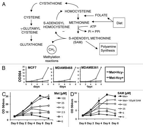 Figure 1. MDAMB468 breast cancer cell lines are dependent upon methionine and S-adenosylmethionine (SAM) for proliferation. (A) Schematic representation of methionine metabolism. (B) Cells were seeded into 96-well plates and their ability to proliferate in Met+Hcy- or Met-Hcy+ media was monitored using an SRB assay. (C and D) MDAMB468 cells were incubated in Met-Hcy+ media and supplemented with different concentrations (µM) of either methionine (C) or S-adenosylmethionine (D) as listed, and proliferation was monitored using an SRB assay.